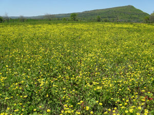 Yellow flowers in field with mountain in the background