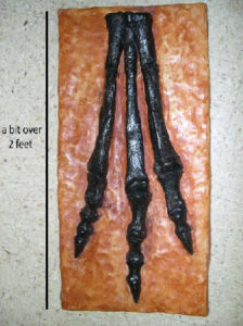 bones of three appendages lying on orage rectangle on table with text "a bit over two feet"