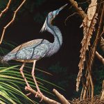 Blue heron perched on tree branch