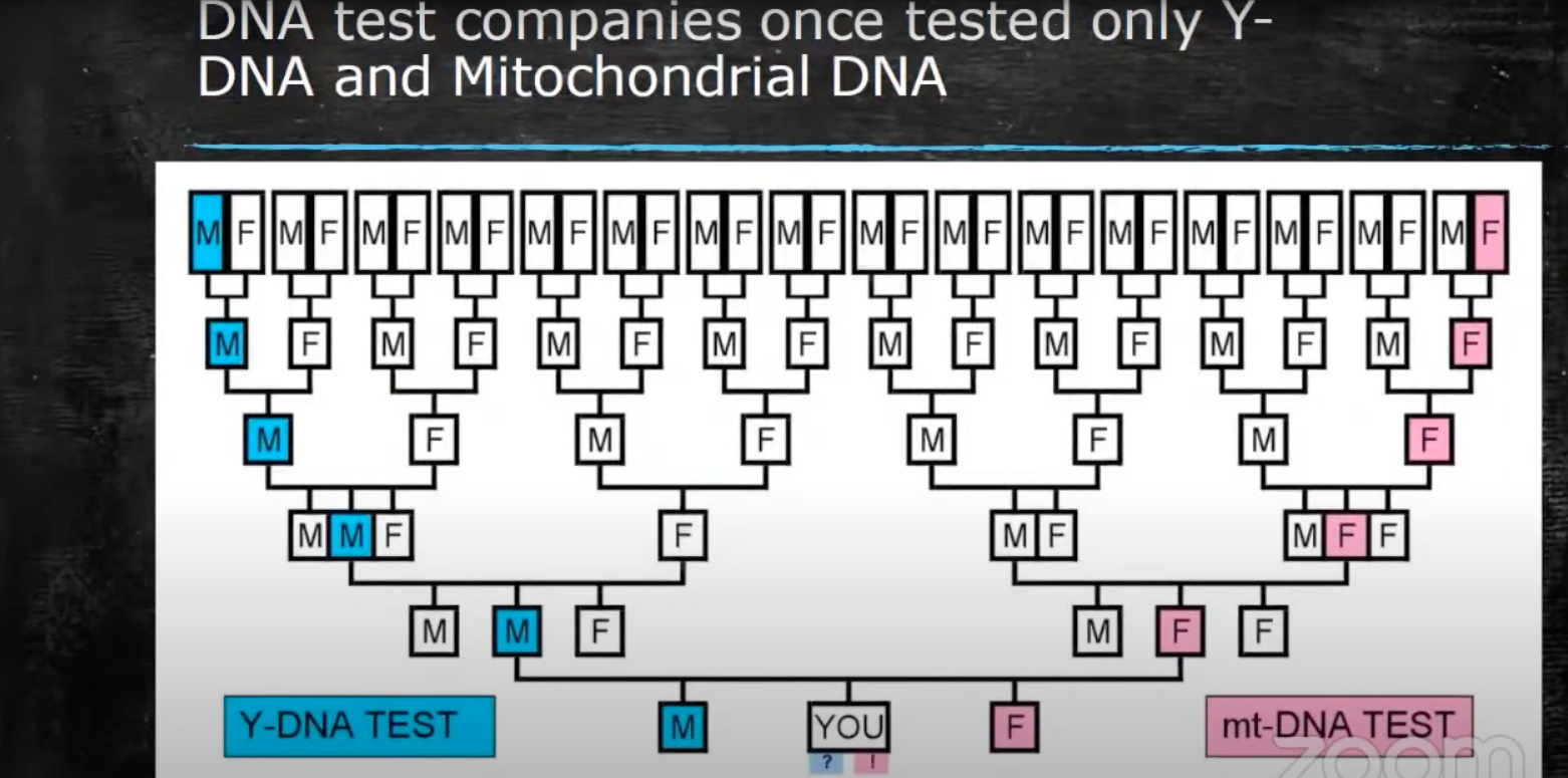 Chart with boxes labeled male or female to show how companies test for mitochondrial DNA