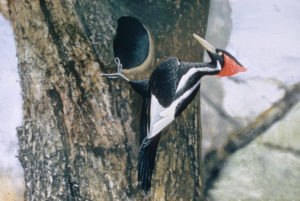 black and white bird with red head on tree with round opening