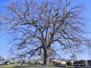 large bare branched tree with blue sky behind