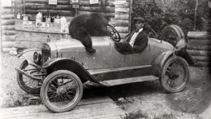 Man in hat sits in old time car with small black bear sitting on the hood